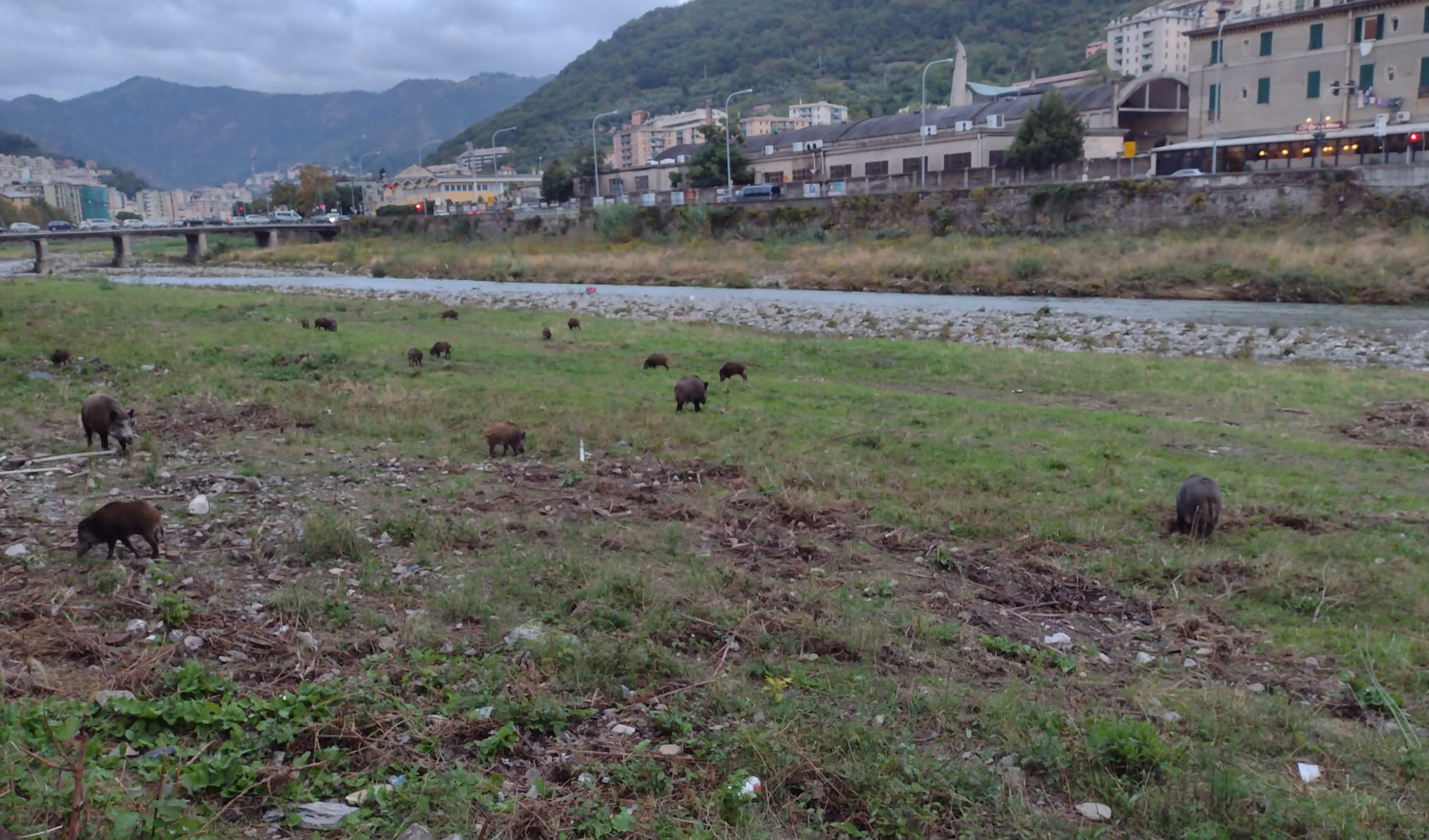 Peste suina, sindaci della zona rossa pronti a protestare