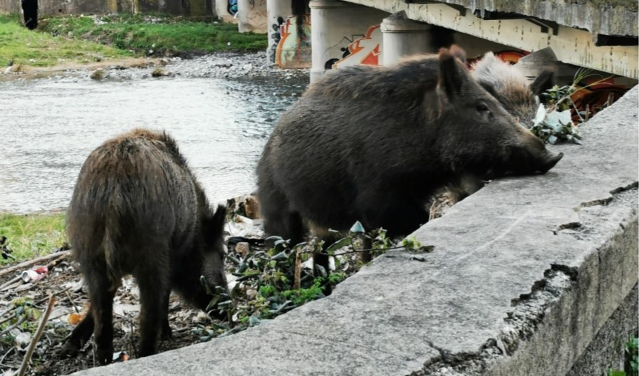 Genova, un'altra donna morsicata da un cinghiale per strada