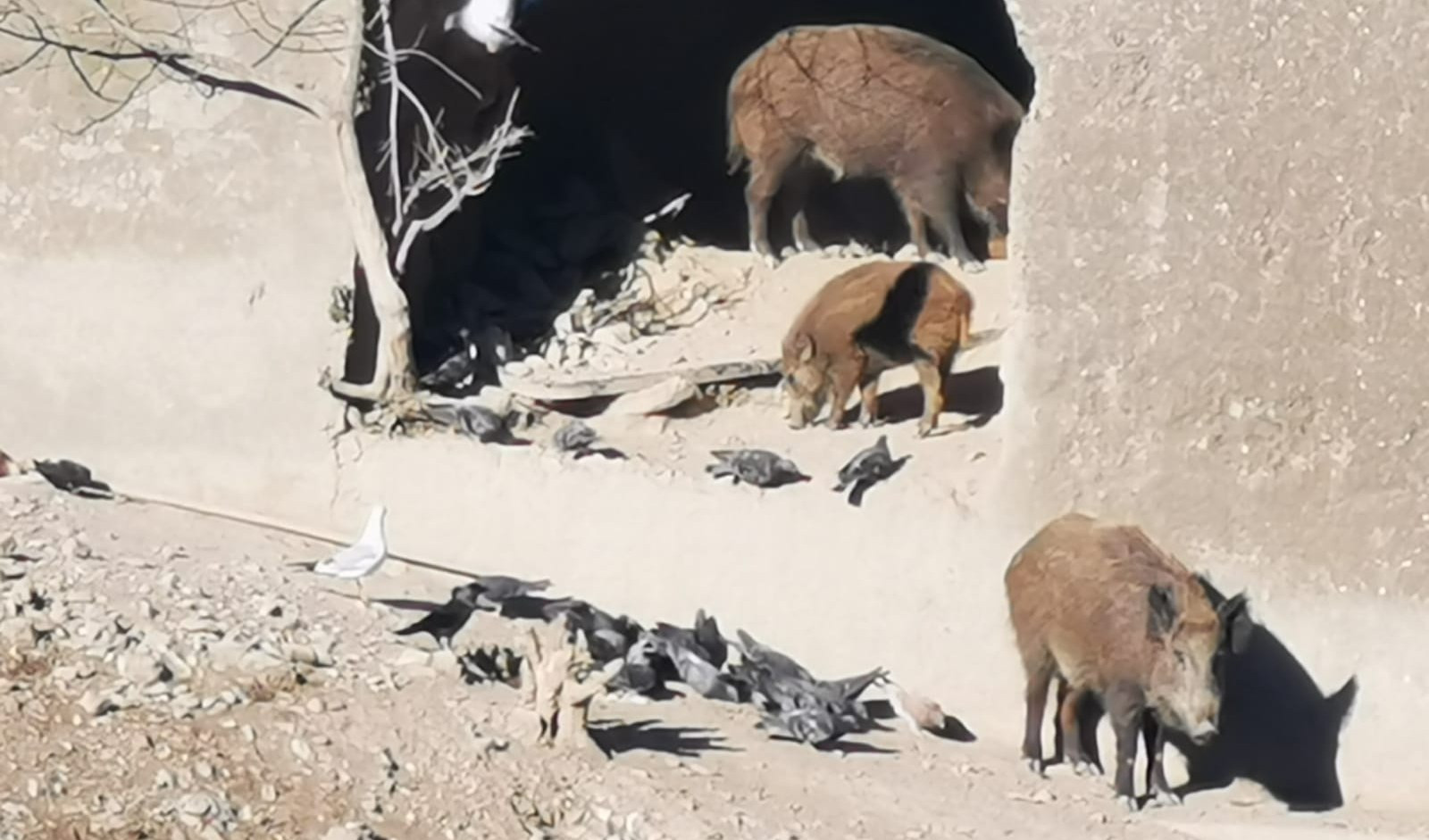 Ritorna lo spettro della peste suina in Liguria, 4 nuovi casi nel Levante