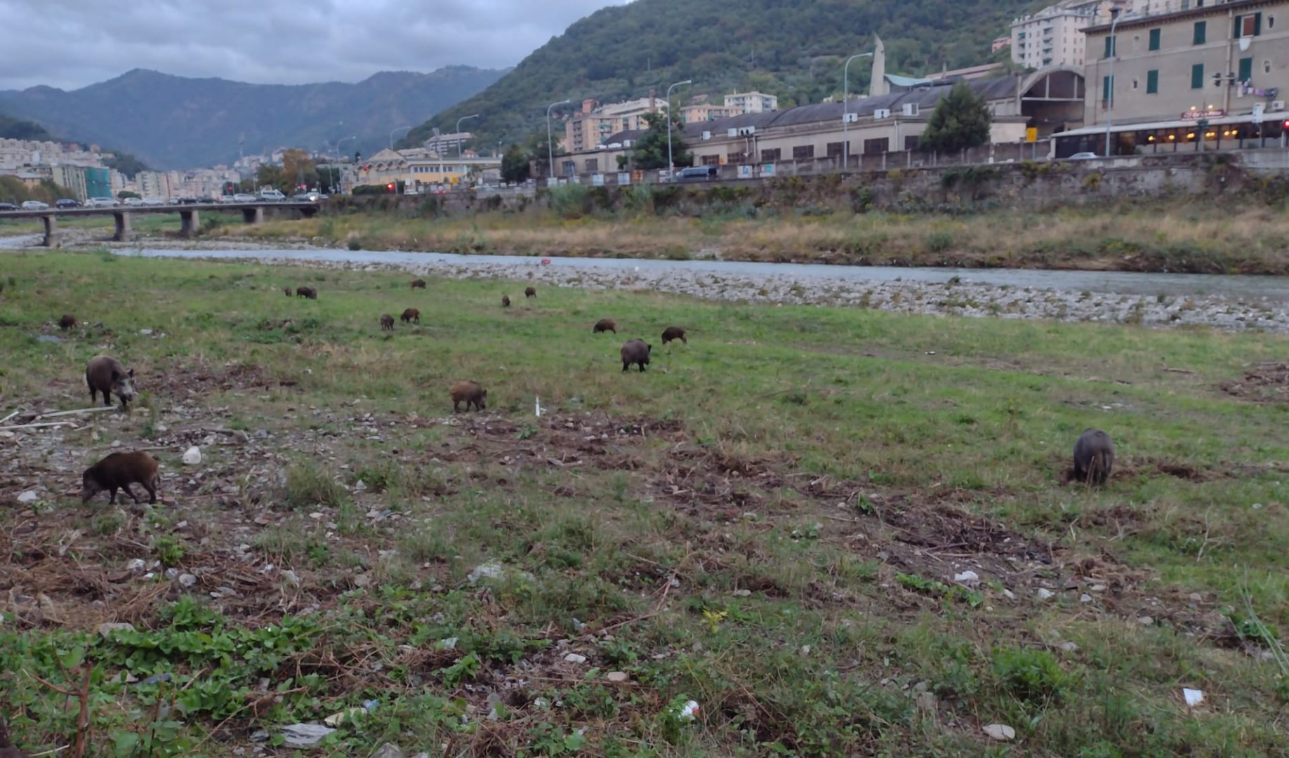 Sciopero della fame per 'salvare' i cinghiali nel Bisagno: 