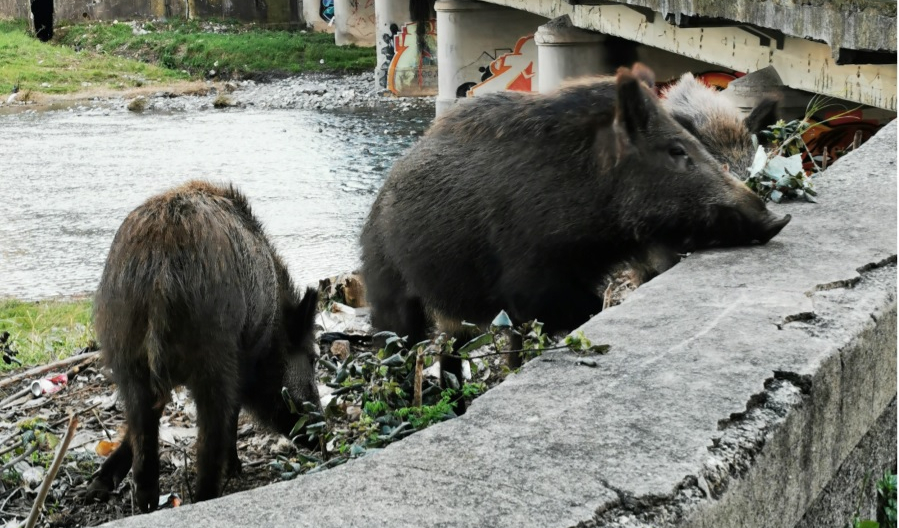 Genova, animalisti in guerra: 