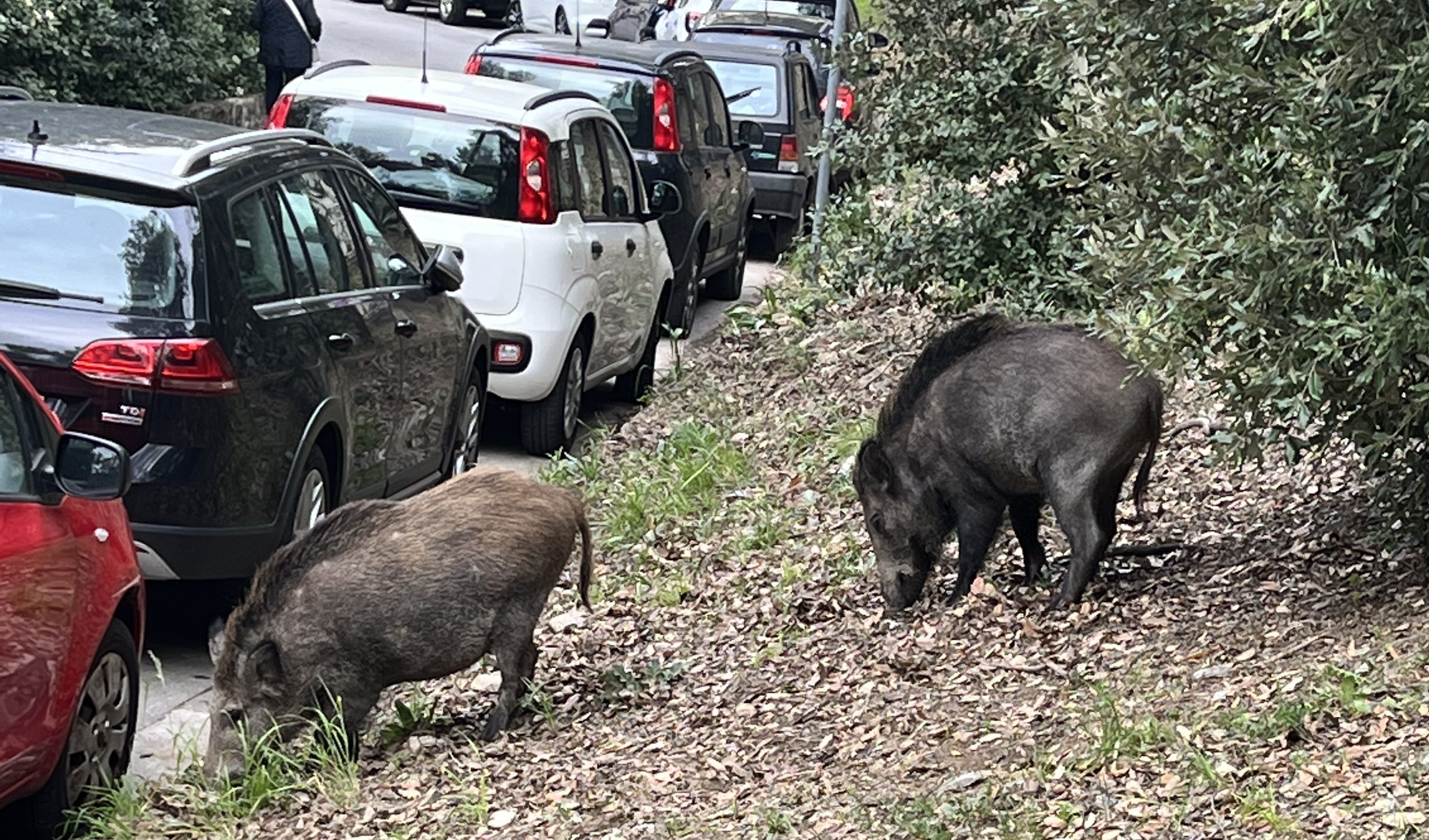 Genova, grossi cinghiali a spasso fuori dall'ospedale San Martino 