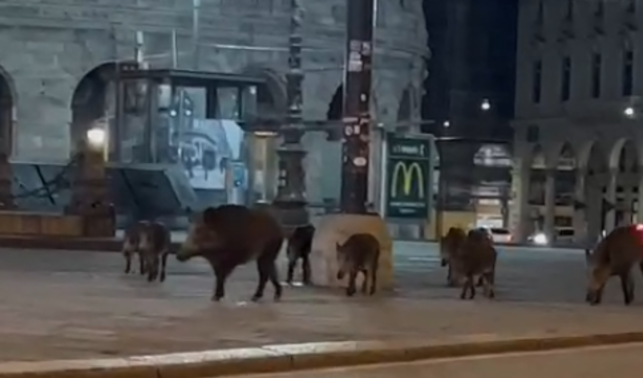 Genova, famiglia di 8 cinghiali a spasso per piazza De Ferrari