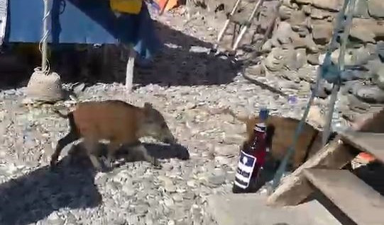 Cuccioli di cinghiale in spiaggia a San Fruttuoso di Camogli