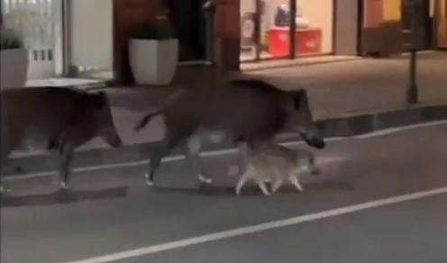 Santa Margherita, cinghiali a spasso sul lungomare - IL VIDEO