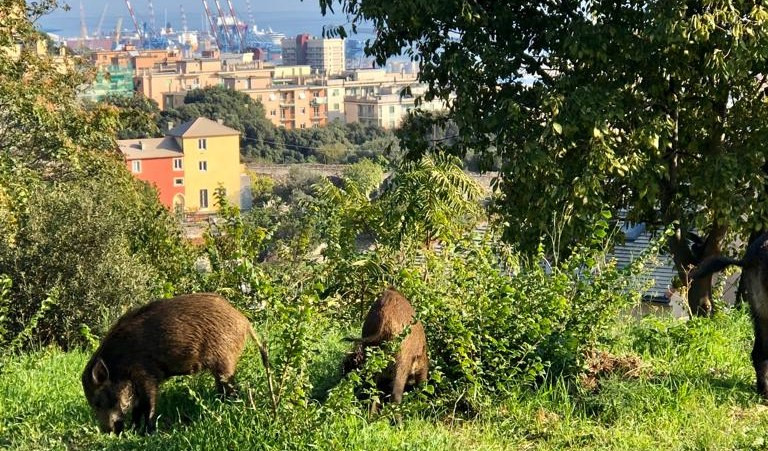 Animalisti battono il comune di Lerici: Tar dice stop all'abbattimento di cinghiali