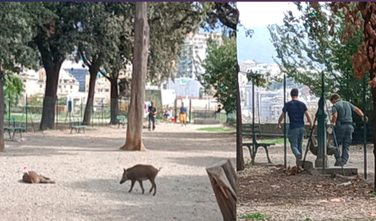 Genova, caccia al cinghiale nel parco dell'Acquasola