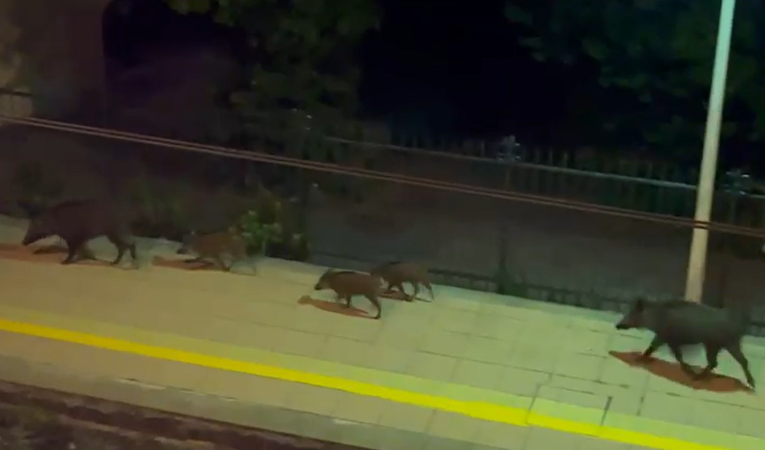 Bogliasco, famiglia di cinghiali a passeggio sui binari