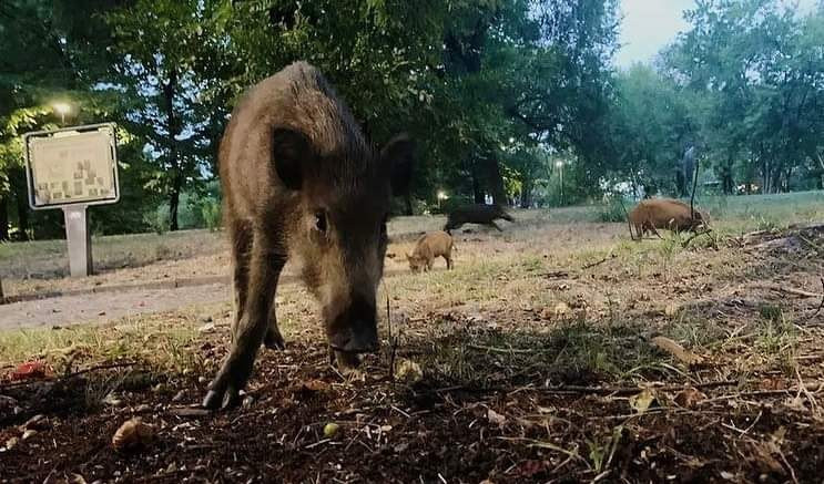 Cinghiali nel parco, trasferiti all'alba in una area verde di Riccò del Golfo