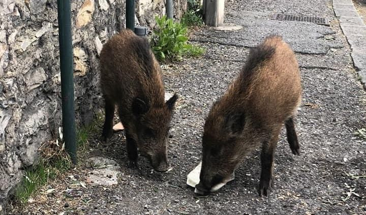 Genova, padre e figlio in scooter cadono per evitare cinghiali