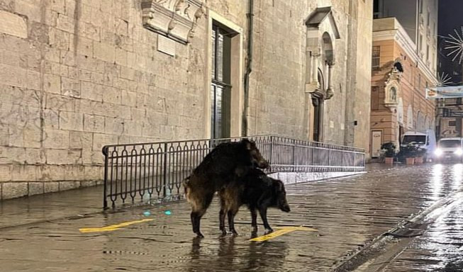 Genova, ancora cinghiali che scorrazzano in centro nel giorno dell'Epifania