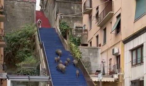 Genova, famiglia di cinghiali sale le scale dipinte di rossoblù