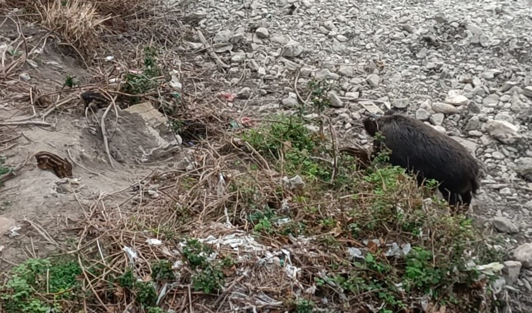 Genova, cinghialetto claudicante nel Bisagno: 