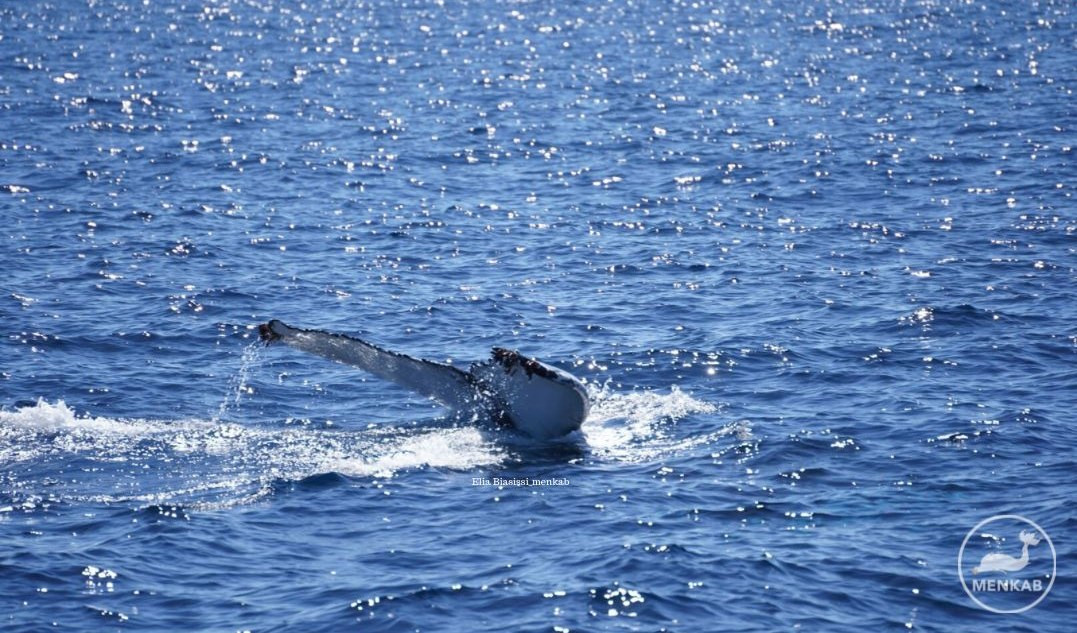 Megattera di Arenzano sotto stress, le regole da seguire se avvistata