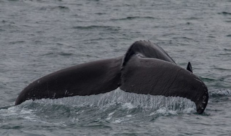 Cetacei, balenottere nel mar Ligure anche d'autunno. L'etologa: 