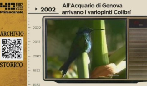 Dall'archivio storico di Primocanale, 2002: all'Acquario arrivano i colibrì