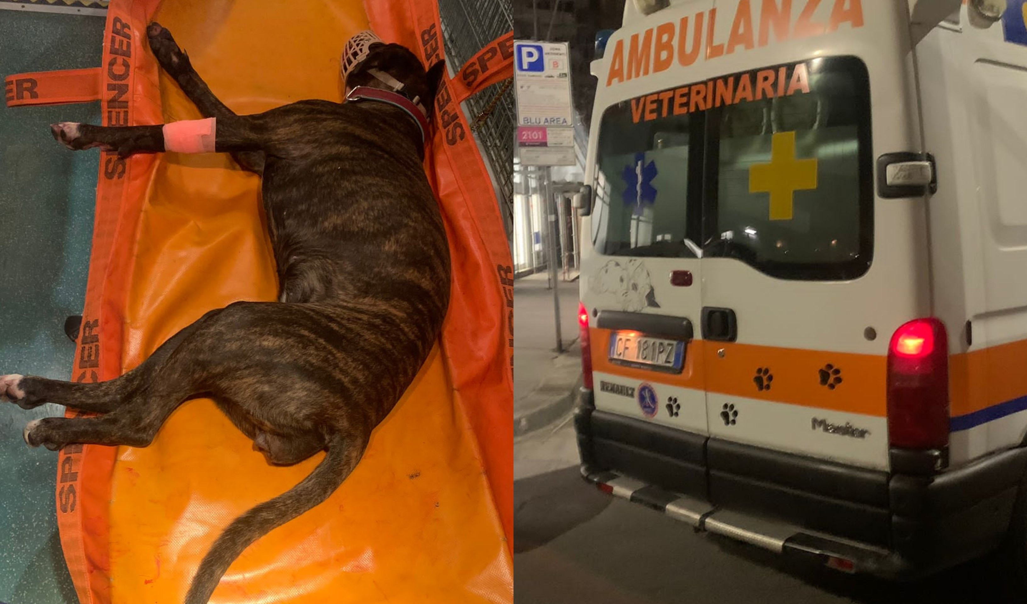 Genova, cane cade da 30 metri e piomba in via di Francia 