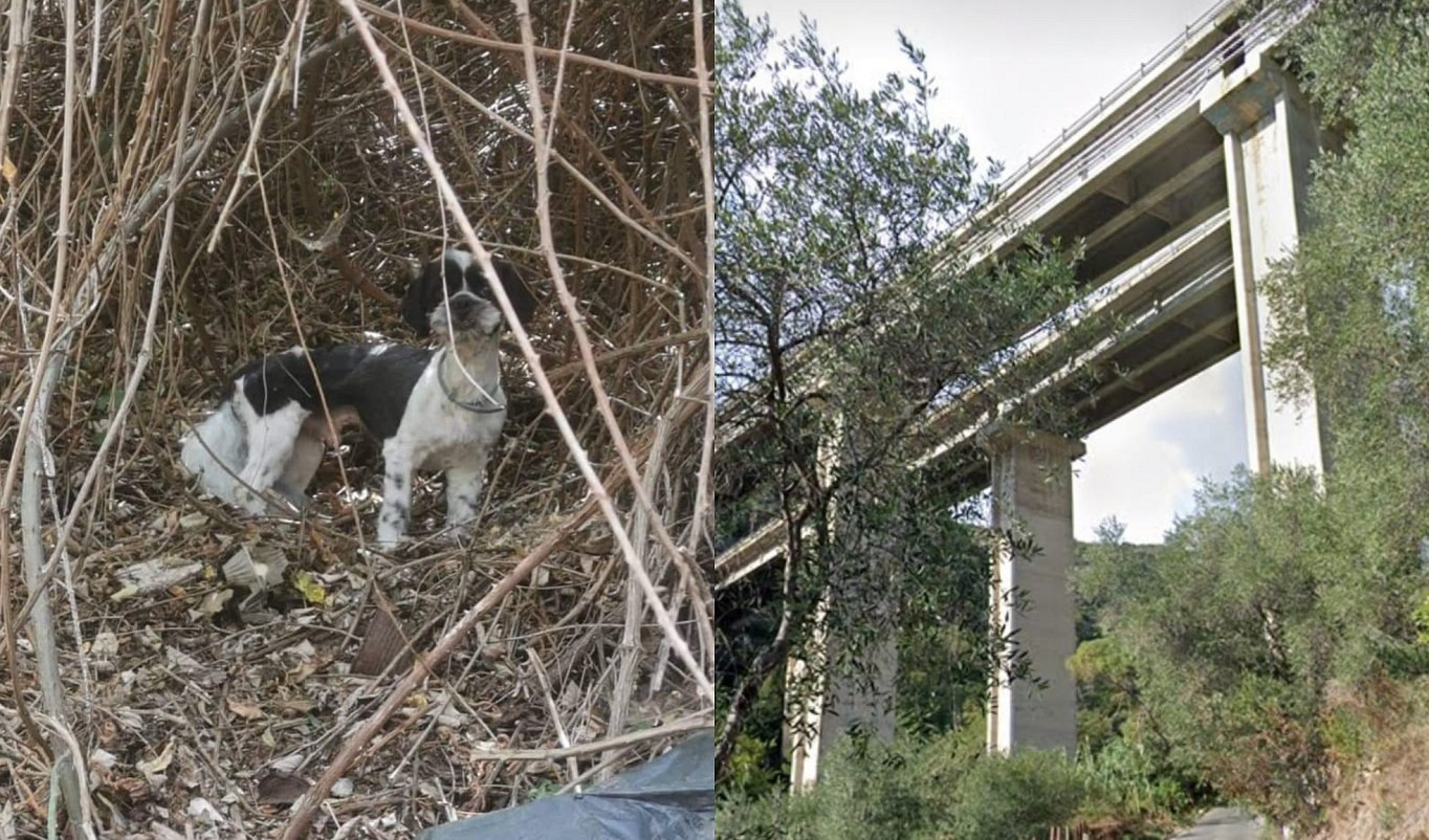 Paura in A10, cane fugge fra le auto: trovato e salvato dopo cinque giorni