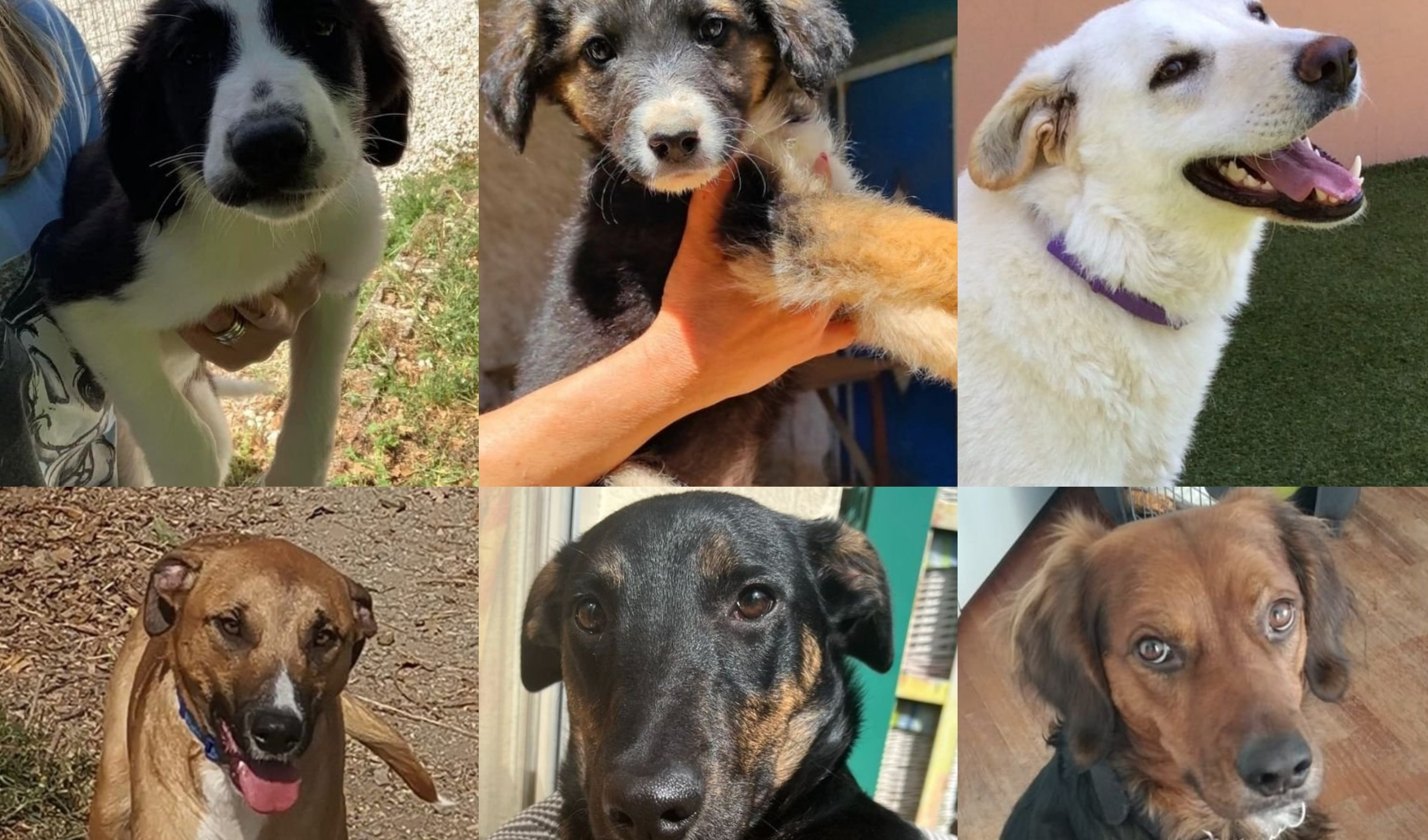 Torna la fiera dell'adozione: a Bogliasco 20 cani in cerca di una famiglia