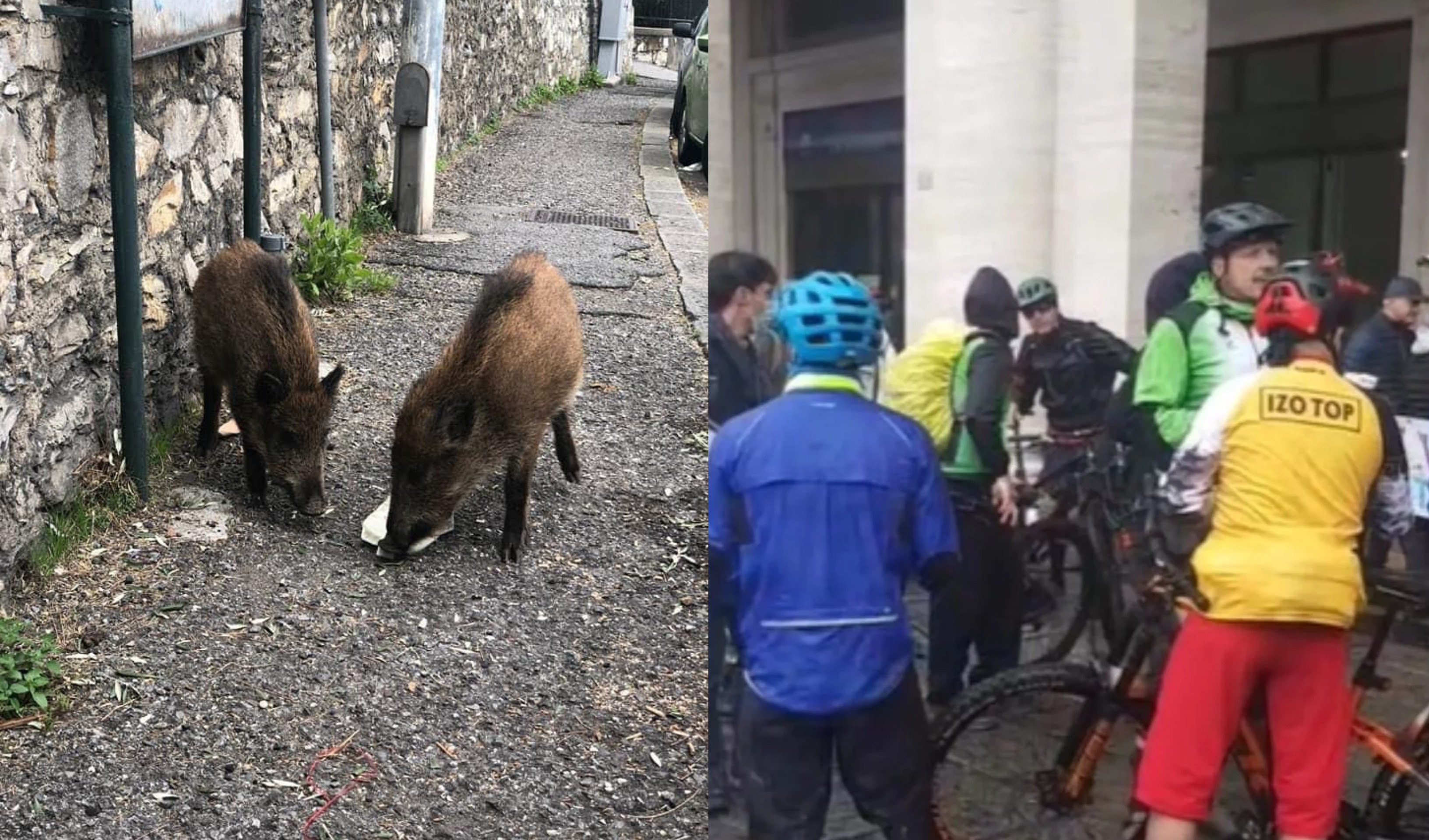 Peste suina, a Masone la manifestazione durante la Milano-Sanremo: 