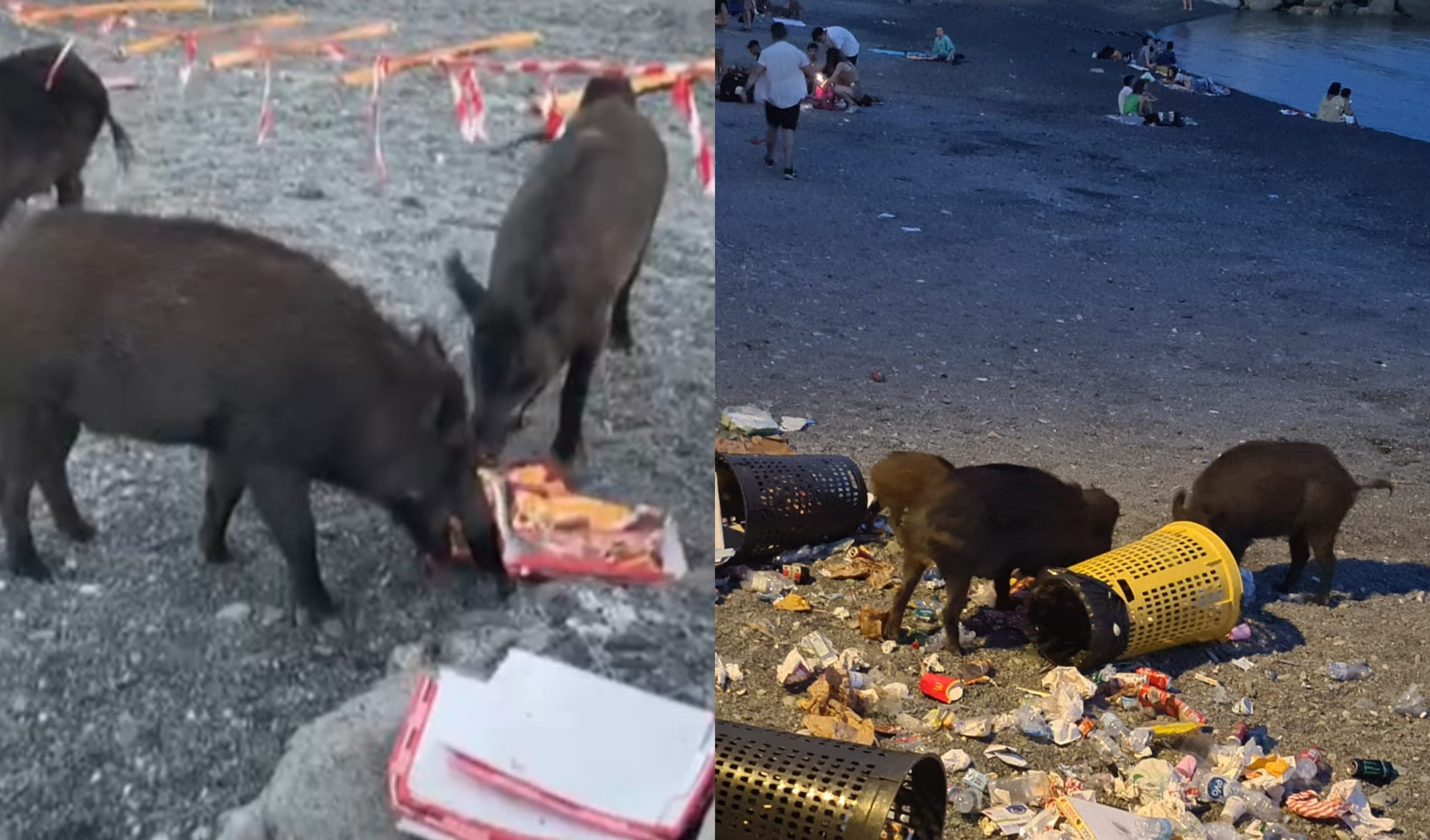 Genova, cinghiali in spiaggia: dopo l'aperitivo rubano anche la pizza, a volte direttamente dal tavolo