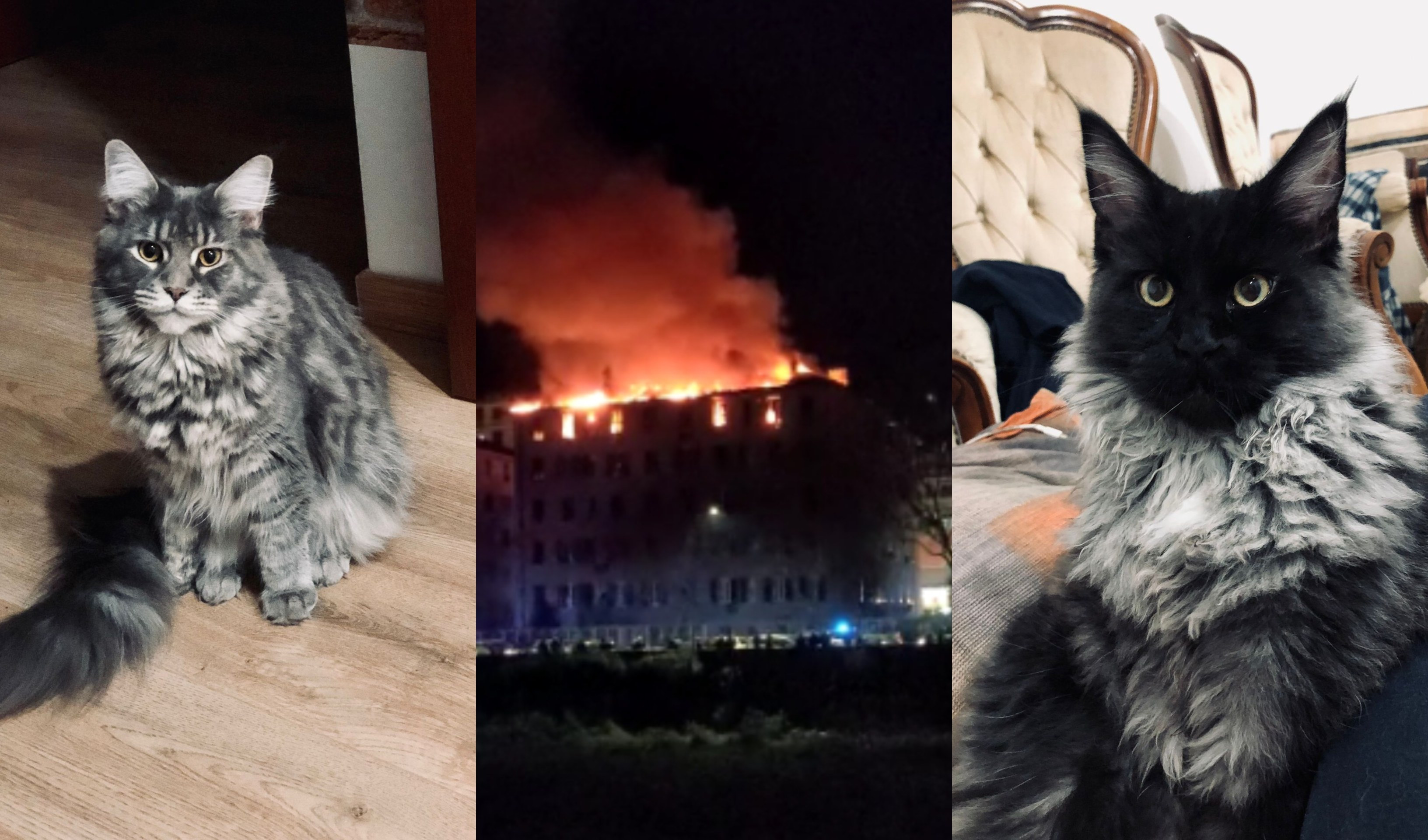 Incendio via Piacenza, dispersi due gatti: l'appello del proprietario per ritrovarli