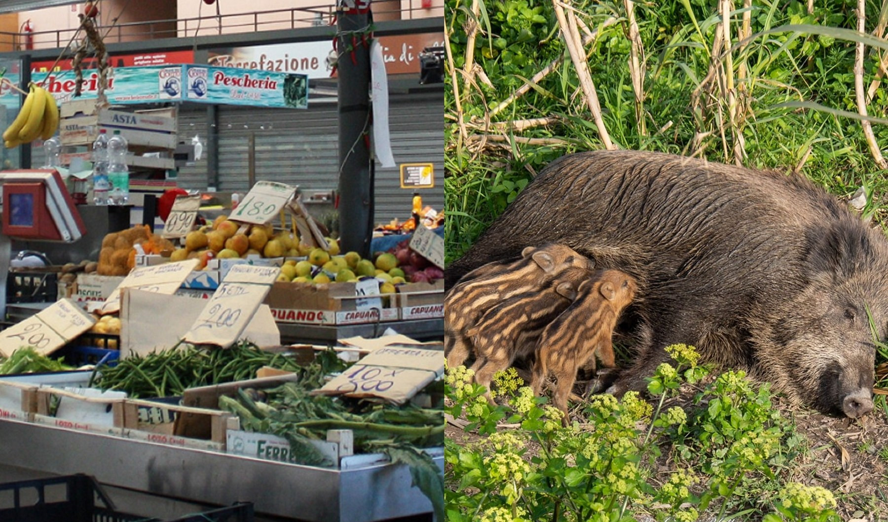 Peste suina, nessuna psicosi in macelleria: 