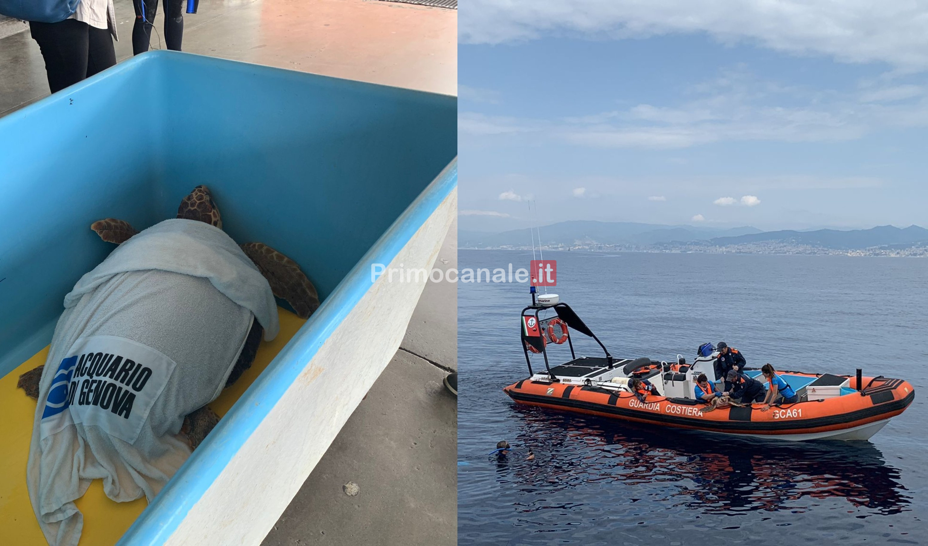 Genova, avevano mangiato della plastica: dopo una lunga degenza all'Acquario tornano in mare le tartarughe Tita e Lela 