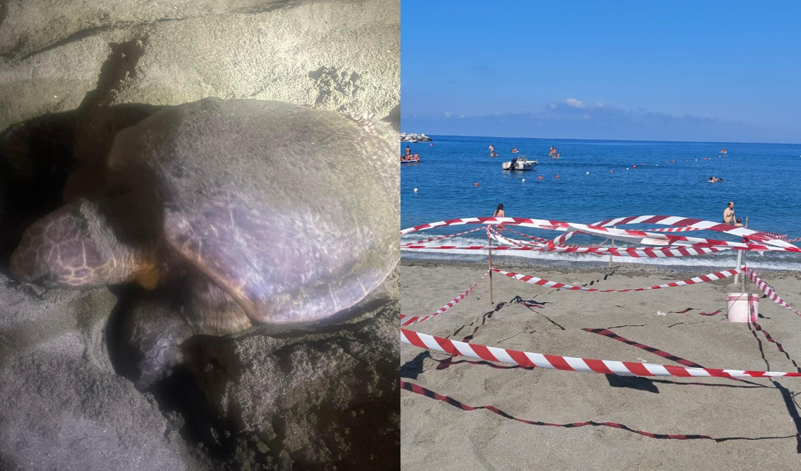 Tartaruga marina raggiunge spiaggia di Levanto nella notte e depone 50 uova