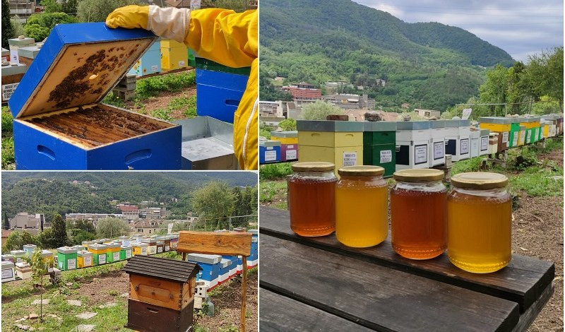 A Genova l'apiario nato da un terreno abbandonato, l'esperto: 
