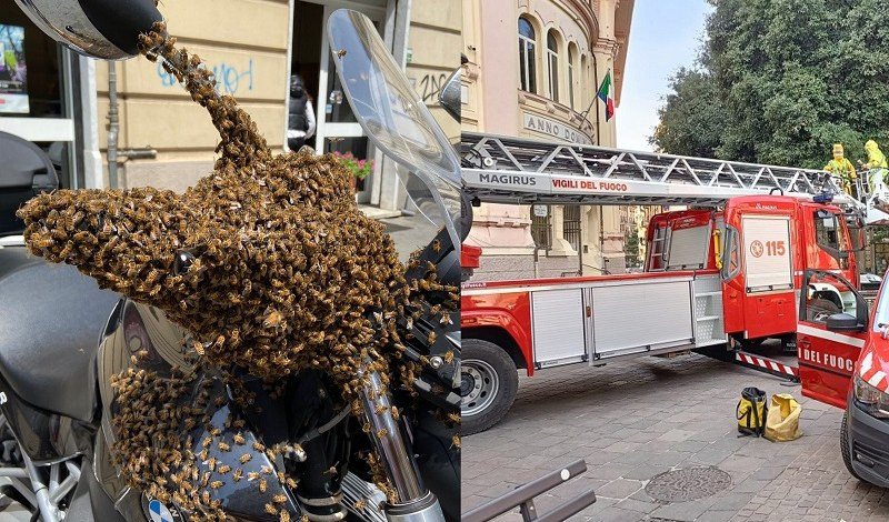 Sciami di api a Genova, ma è normale a maggio. L'esperto: 