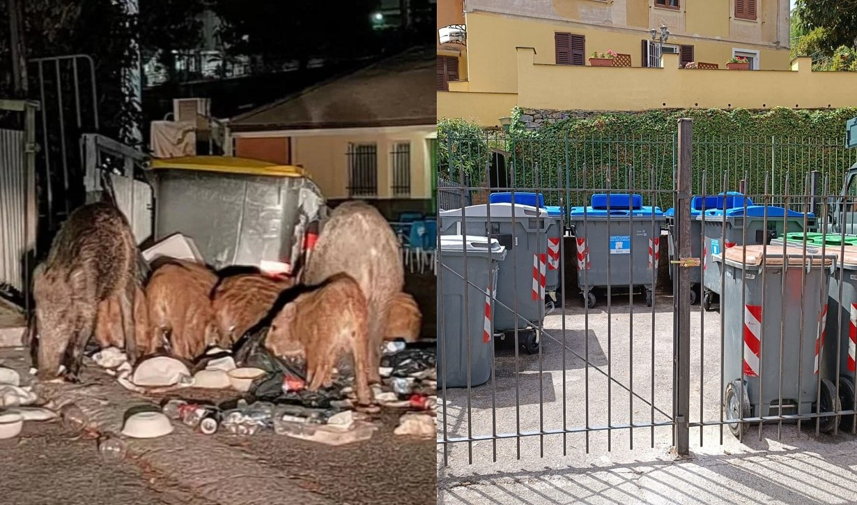 Cinghiali, a Recco bidoni recintati per tenerli lontani