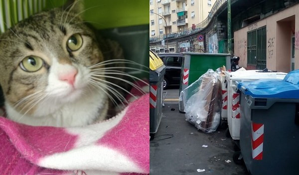 Genova, gatto abbandonato nel trasportino accanto alla spazzatura