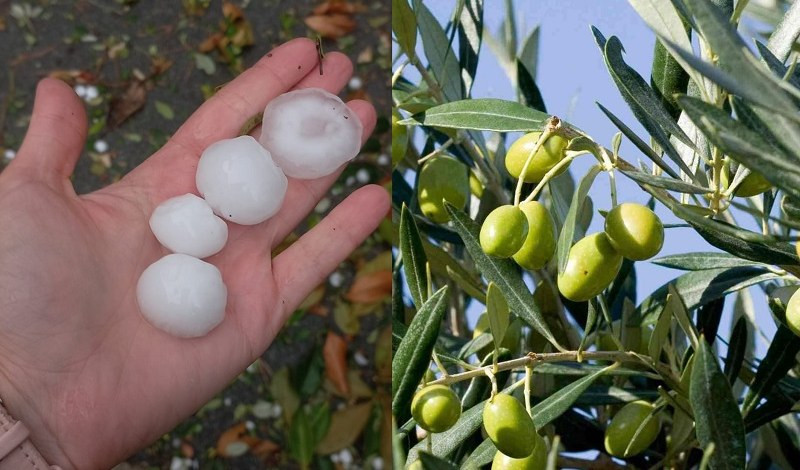 Agricoltura, in Liguria la siccità è cronica. E per la grandine 