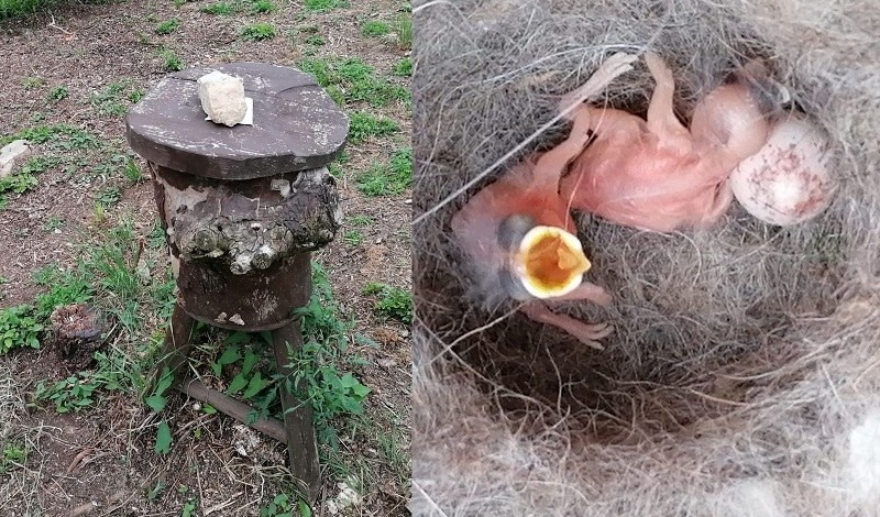 A Genova l'uccello capinera che nidifica tra le api: schiuse le uova nell'ex arnia