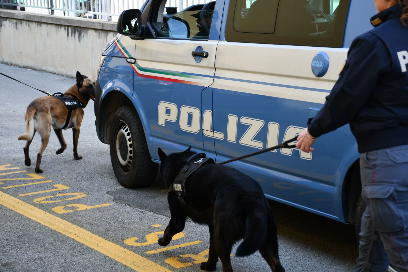 I cani anti-droga Constantin e Nagut al lavoro