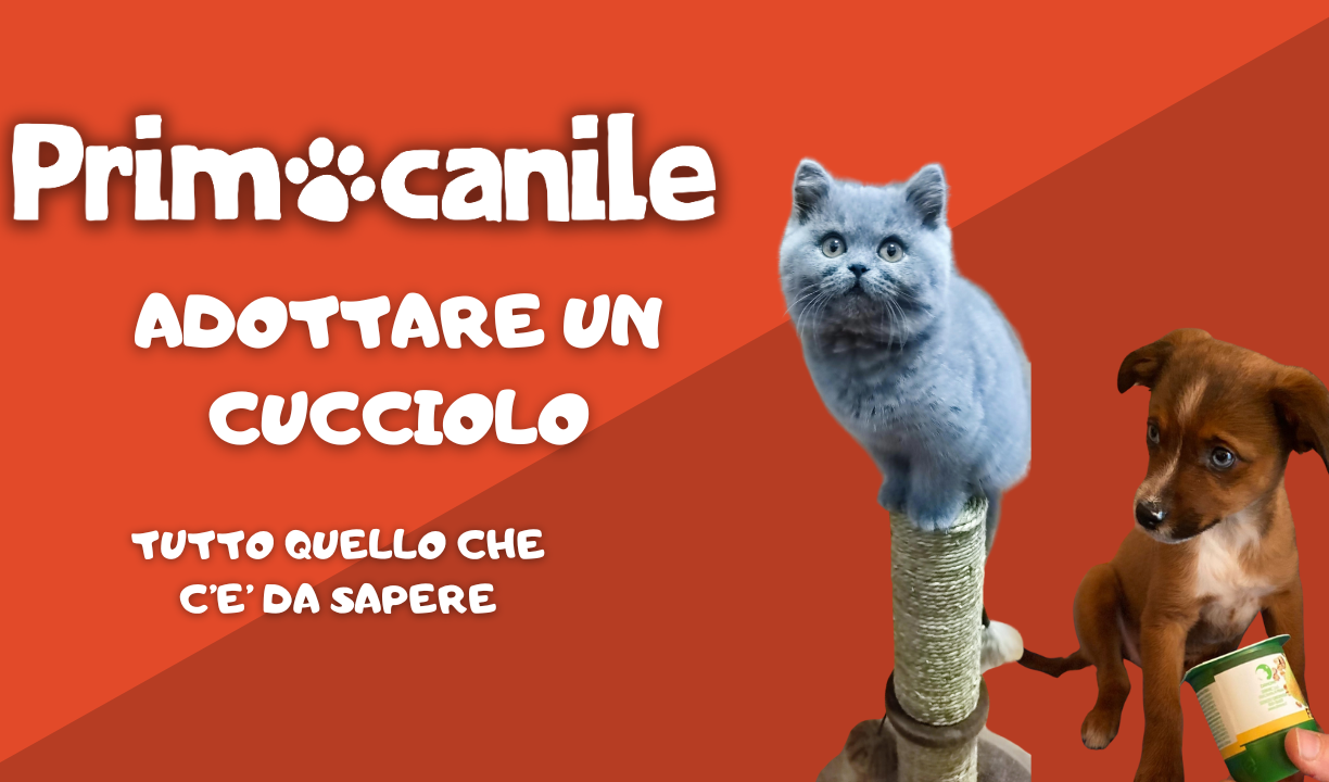 A Primocanile l'adozione di un cucciolo: tutto quello che c'è da sapere