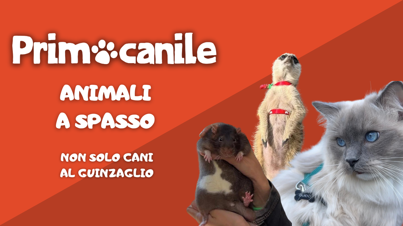 Primocanile - Animali a spasso: non solo cani al guinzaglio