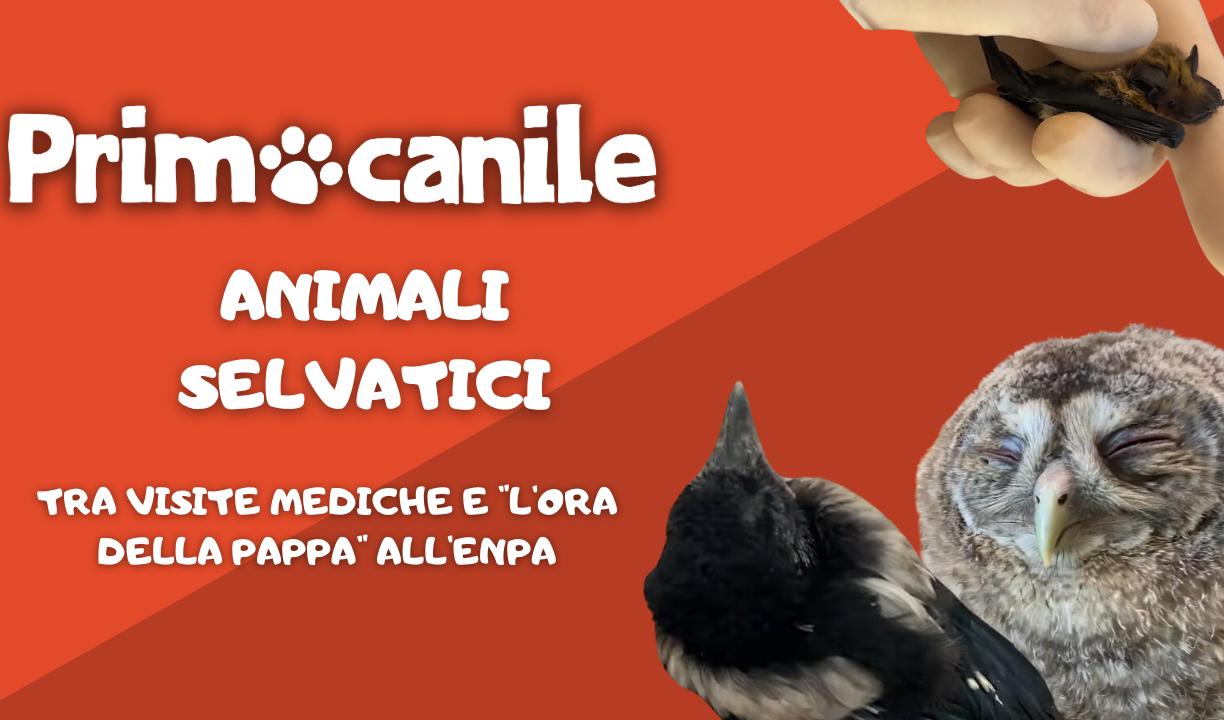 Primocanile - Animali selvatici, tra visite mediche e 