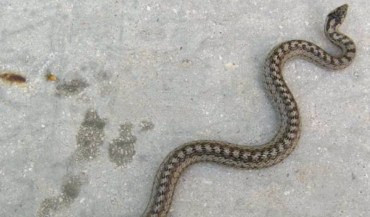 Genova, ennesimo serpente in una casa: interviene guardia zoofila