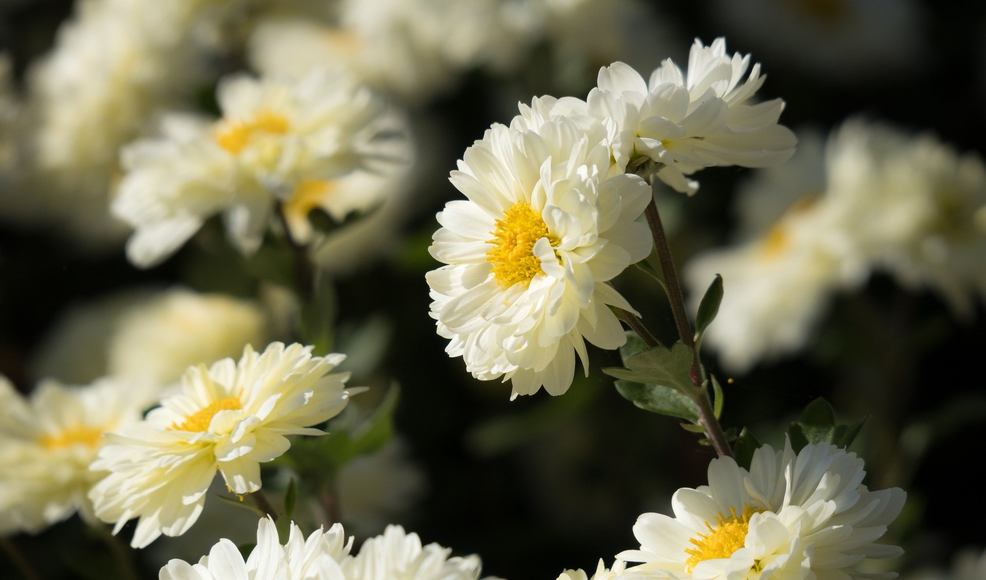 Prezzi stabili per i crisantemi, ma i coltivatori cambiano fiori