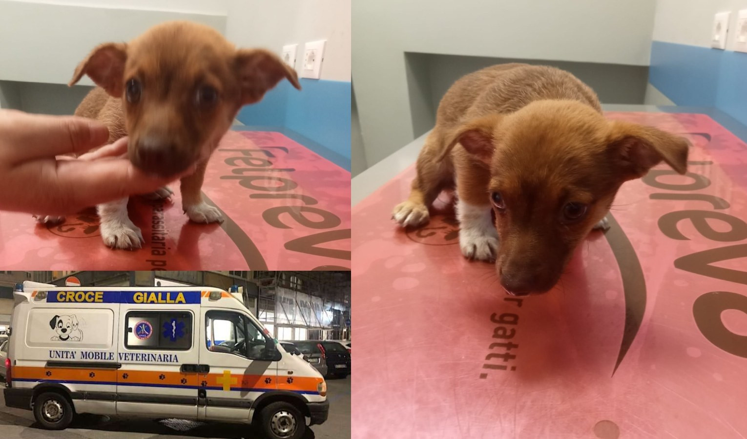 Genova, cucciola salvata in strada: abbandonata o smarrita?