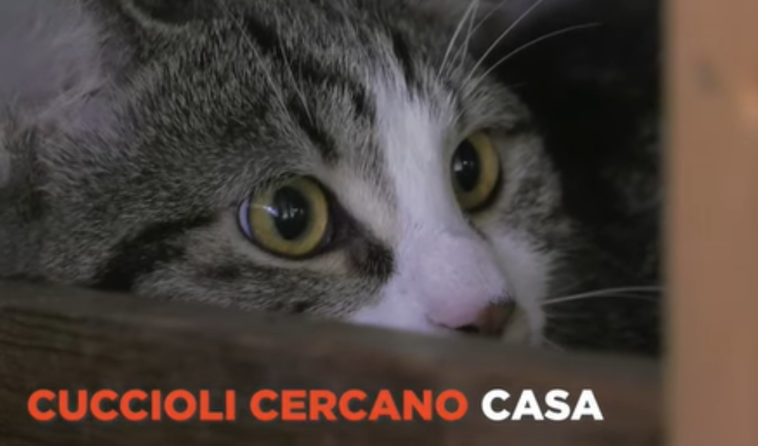 Cuccioli cercano casa, ecco i protagonisti della rubrica di Primocanile