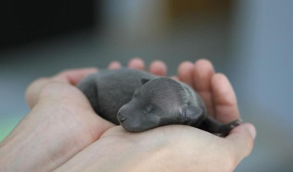 Genova, cagnolino appena nato precipita nel vuoto: soccorso dalla Croce Gialla