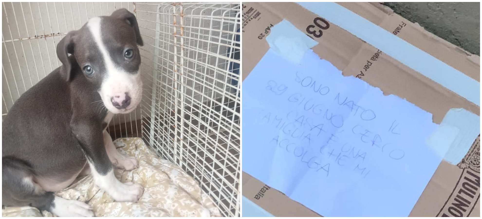 Un cuccioli di Pitbull abbandonato