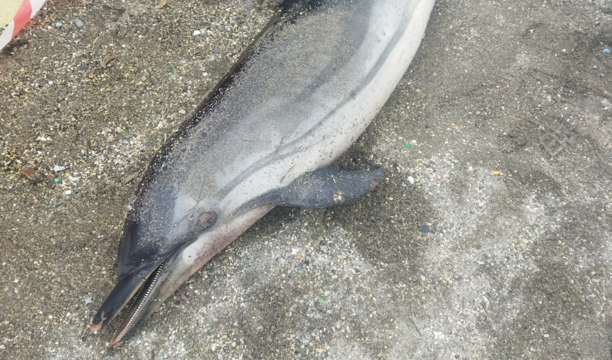 Rapallo, delfino trovato morto sulla spiaggia