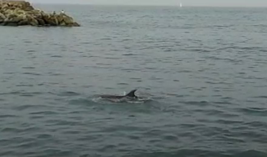 Genova, avvistato delfino in corso Italia