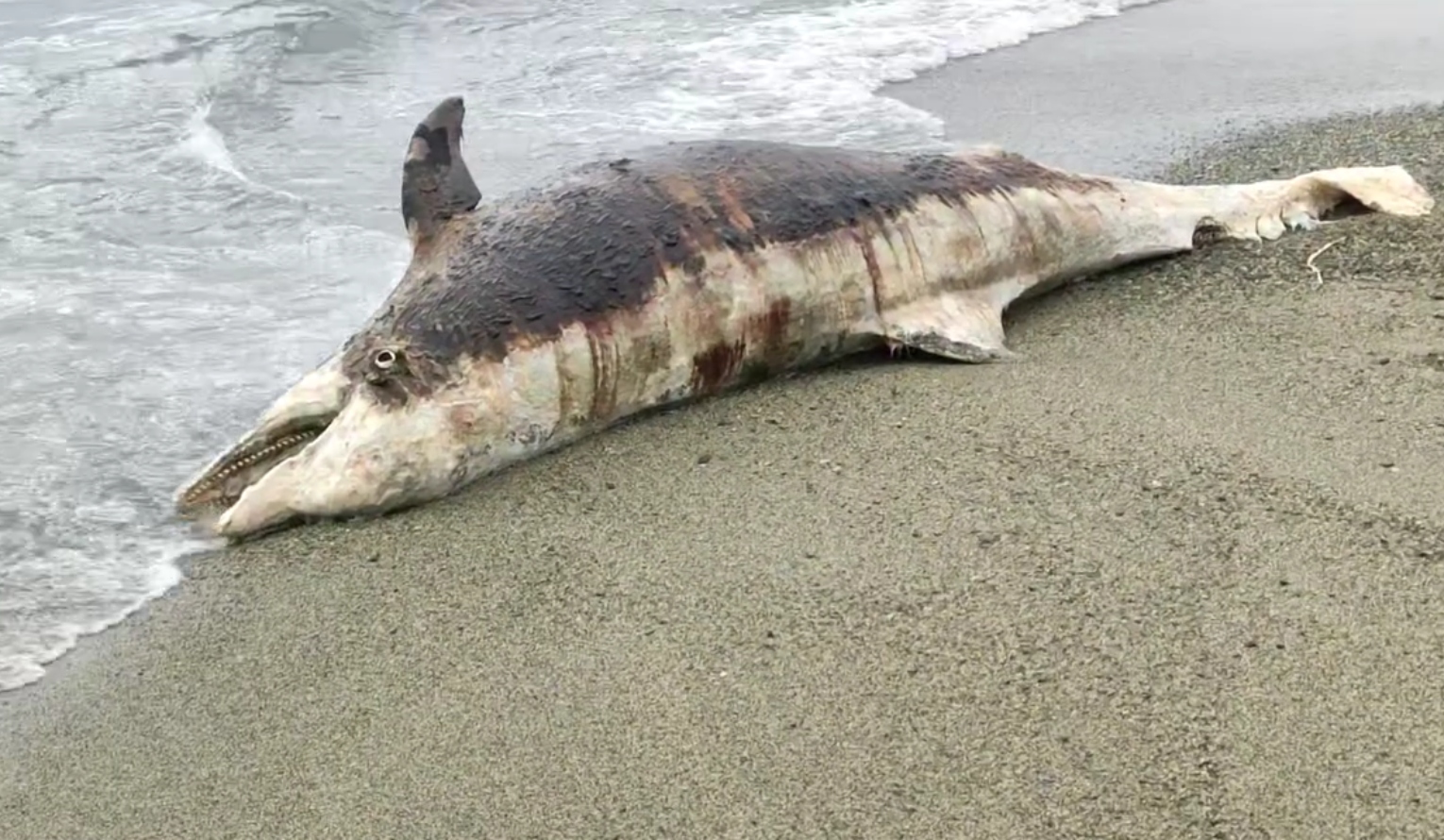 Albissola, carcassa di un delfino in spiaggia