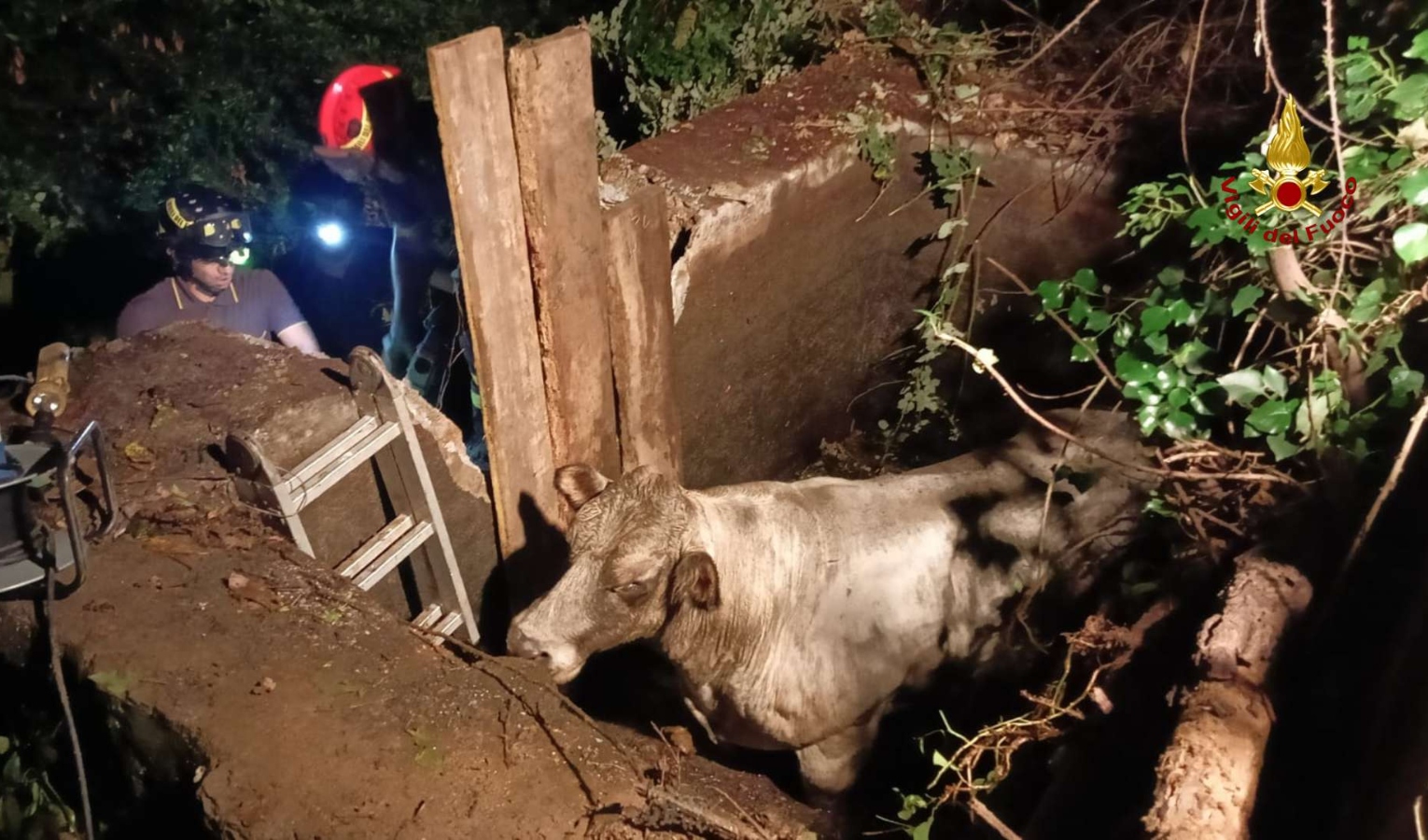 Genova, mucca cade in una cisterna: salvata dai pomperi