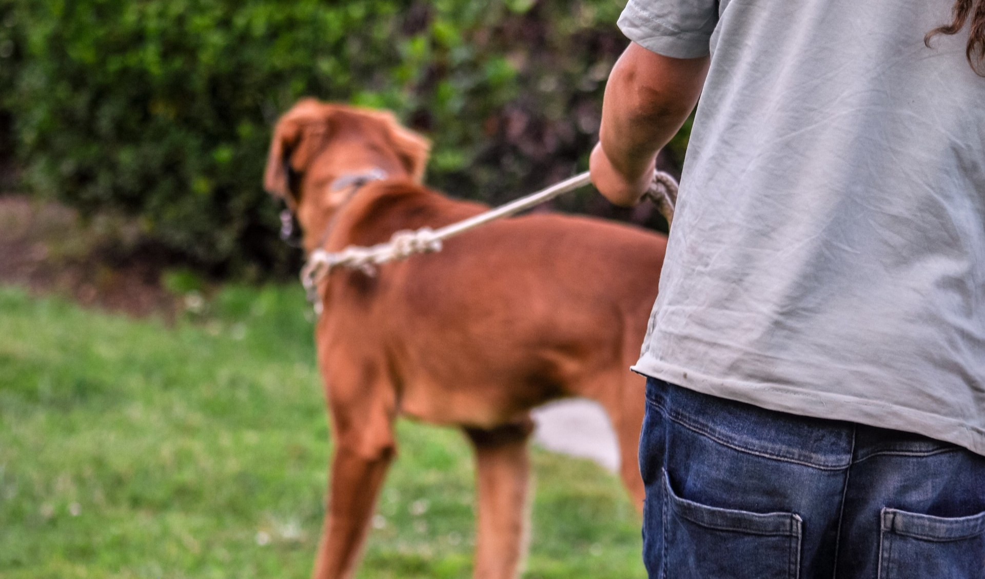 Dogsitter violento con i cani, la polizia locale apre un'inchiesta